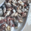 30g Assorted Mini Shells for Crafts and Aquariums